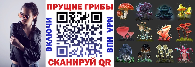 Псилоцибиновые грибы Psilocybe  Дивногорск 